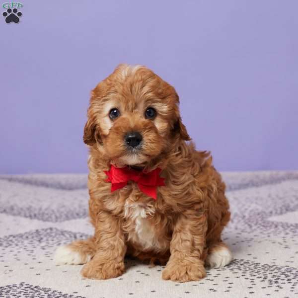 Captain, Cavapoo Puppy